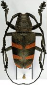Ceroplesina • Pycnopsis brachyptera brachyptera • ♂