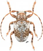 Compsosomatini • Aerenea quadriplagiata • ♂