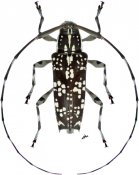 Colobotheini • Colobothea aleata • ♀