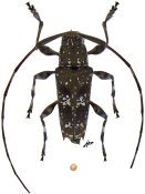 Colobothea carlosi, ♂ [JPRC], Colobotheini, Ecuador
