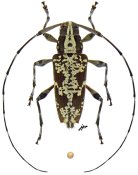 Colobothea ramosa, ♀ [JPRC], Colobotheini, Mexico (Quintana Roo)