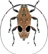 Priscilla hypsiomoides, ♀ [JPRC], Colobotheini, French Guiana