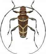 Colobotheini • Sangaris geometrica • ♂