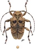 Epirochroa acutecostata, ♀, Crossotini, Madagascar