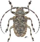 Frea tuberculata, ♂ [JPRC], Crossotina, Gabon