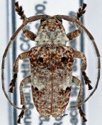 Crossotus albicollis, ♂ [JPRC], Crossotina, Senegambia (Senegal)