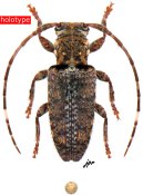 Estola flavomaculata, holotype ♀ [JPRC], Desmiphorini, French Guiana