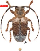 Estola griseoapicalis, holotype ♀ [JPRC], Desmiphorini, French Guiana