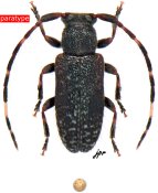 Desmiphorini • Estola inermis • paratype ♂