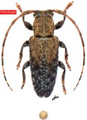 Estola partebrunnea, holotype ♀, DESMIPHORINI, French Guiana