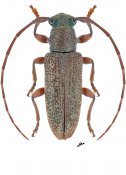Estoloides annulicornis, ♂ [JPRC], Desmiphorini, French Guiana