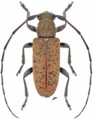 Estoloides strandiella, ♂ [JPRC], Desmiphorini, Central America (Nicaragua)