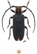 Eupogonius subarmatus, ♀ [JPRC], Desmiphorini, North Eastern United States (Vermont)