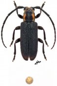 Eupogonius subarmatus, ♂ [JPRC], Desmiphorini, North Eastern United States (Vermont)