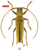 Malthonea pilaloensis, holotype ♂, DESMIPHORINI, Ecuador