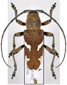 Cyocyphax praonethoides, ♂ [JPRC], Desmiphorini, Australia (Queensland)