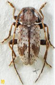 Exocentrus aculeatus, ♀ [JPRC], Exocentrini, Sri Lanka