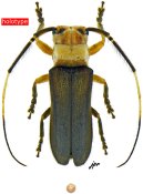 Adesmus patawaensis, holotype ♂, HEMILOPHINI, French Guiana