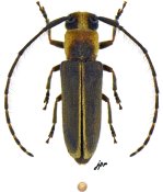 Alampyris quadricollis [JPRC], Hemilophini, Mexico (Jalisco)