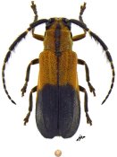 Arixiuna varians, ♀ [JPRC], Hemilophini, Mexico (Oaxaca)