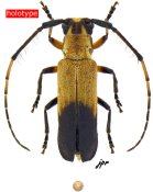 Eranina montecristiensis, holotype ♂, HEMILOPHINI, Ecuador