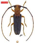 Eranina oaxacana, holotype ♀, HEMILOPHINI, Mexico (Oaxaca)