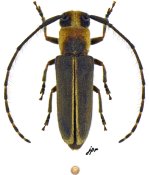 Essostrutha binotata, ♀ [JPRC], Hemilophini, Mexico (Jalisco)
