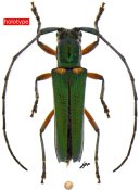 Fredlanea eloroensis, holotype ♂, HEMILOPHINI, Ecuador