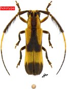 Malacoscylus napoensis, holotype ♂, HEMILOPHINI, Ecuador