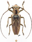 Bumetopia (Siela) sp., ♂, Homonoeini, Luzon