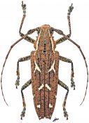 Homonoea (Homonoea) sp., ♀, Homonoeini, Mindanao