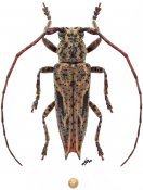 Notomulciber ochrosignatus, ♂ [JPRC], Homonoeini, Philippines (Mindanao)
