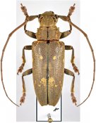 Heteroclytomorpha sormeoides salomonum, ♀ [JPRC], Homonoeini, Solomon (Guadalcanal)