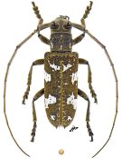 Hammatoderus thoracicus, ♀ [JPRC], Lamiini, Mexico (Oaxaca)