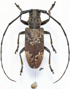 Monochamus laevis, ♀, Lamiini, Gabon