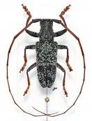 Monochamus ruficornis, ♂ [JPRC], Lamiini, Gabon