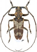Monochamus ruspator ruspator, ♂ [JPRC], Lamiini, Gabon