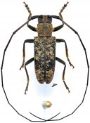 Monochamus flavomarmoratus, ♂ [JPRC], Lamiini, Gabon