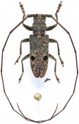 Monochamus distigma, ♂, Lamiini, Gabon