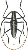 Ptychodes bifasciatus, ♂ [JPRC], Lamiini, Mexico (Jalisco)