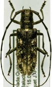Monochamus scutellatus, ♀ [JPRC], Lamiini, Canada (Quebec)