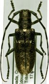 Monochamus scutellatus, ♀ [JPRC], Lamiini, Canada (Quebec)