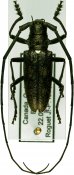 Monochamus scutellatus, ♂, Lamiini, Quebec