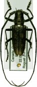 Monochamus scutellatus, ♂ [JPRC], Lamiini, Canada (Quebec)