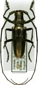 Monochamus scutellatus, ♂ [JPRC], Lamiini, Canada (Quebec)