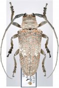 Onciderini • Lochmaeocles marmoratus • ♀