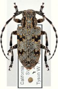 Synaphaeta guexii, ♀ [JPRC], Mesosini, Western United States (California)