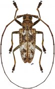 Acalolepta griseofasciata griseofasciata, ♂ [JPRC], Lamiini, Solomon (Guadalcanal)