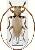 Acalolepta sublusca boehmeriavora, ♂ [JPRC], Lamiini, Ryukyu