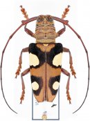 Cereopsius helena, ♀ [JPRC], Lamiini, Borneo